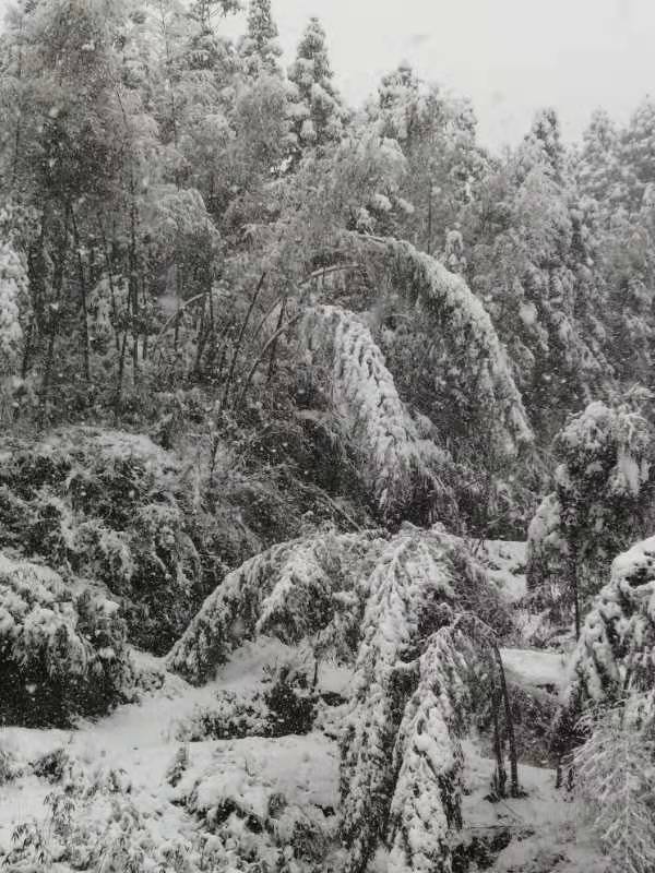 ◼️悼雪/萧水金(图6)