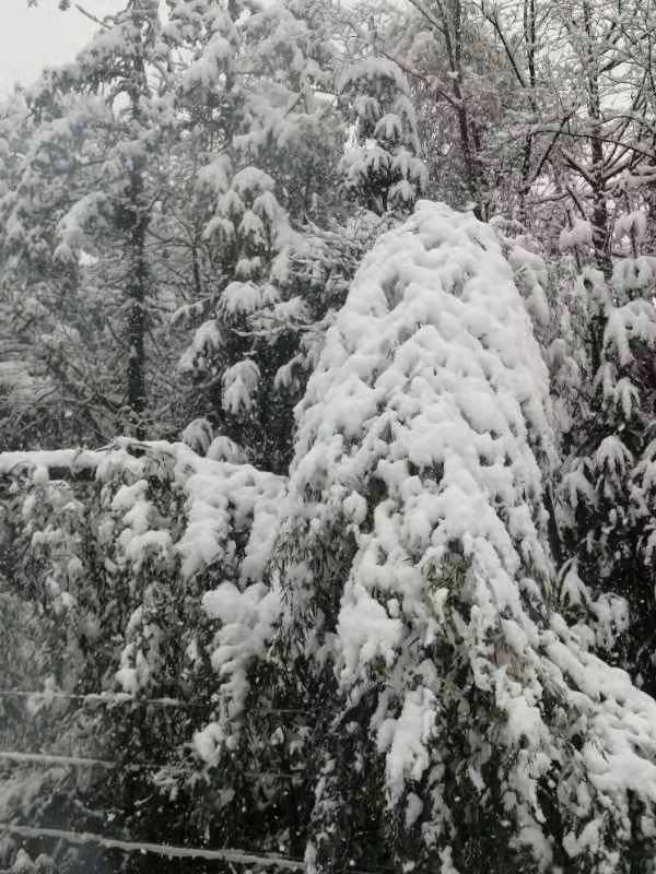◼️悼雪/萧水金(图8)