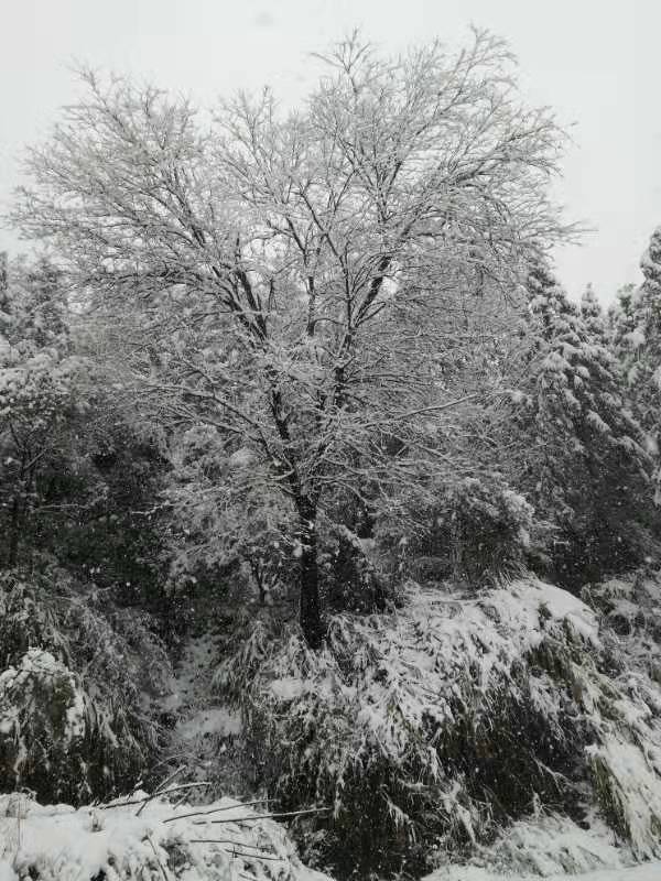 ◼️悼雪/萧水金(图7)