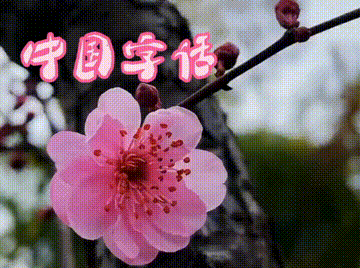 【中国字话】傲雪红梅诵读《 梅花 》文/戴铁杵//制作/田爽【第201期】