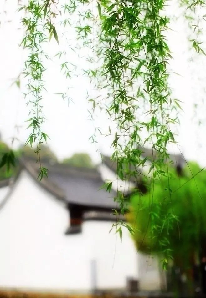 〔诗词小辑〕作者 竹韵(甘肃)【冰心文化传媒】（图3）