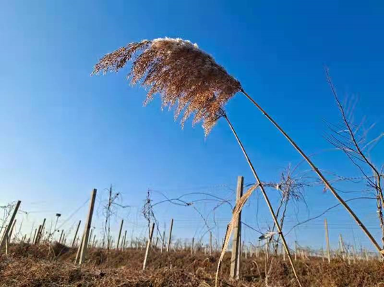 江南风诗社三分社看图写诗(古洞春集团冠名)(图4)