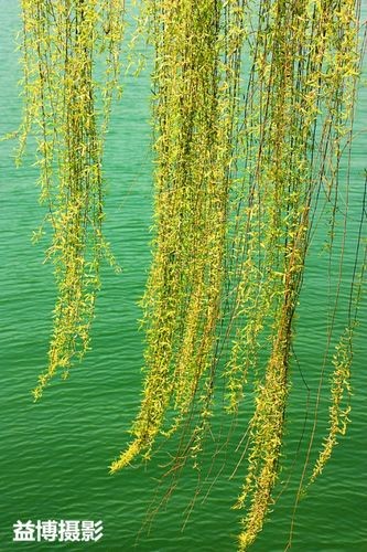 〔古风小辑〕春回美景 作者：陈锦锋（湖北黄梅）【冰心文化传媒】（图8）