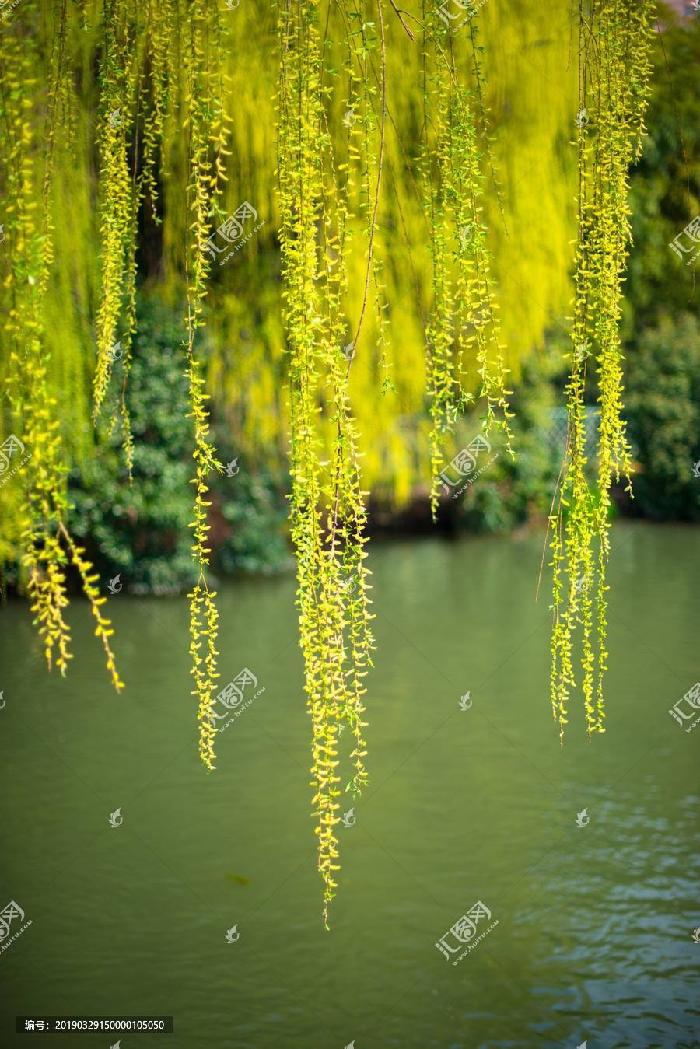 〔古风小辑〕春回美景 作者：陈锦锋（湖北黄梅）【冰心文化传媒】（图7）