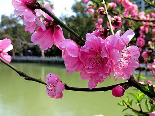 七绝四首（新韵）作者:王新华（河北）【冰心文化传媒】（图5）