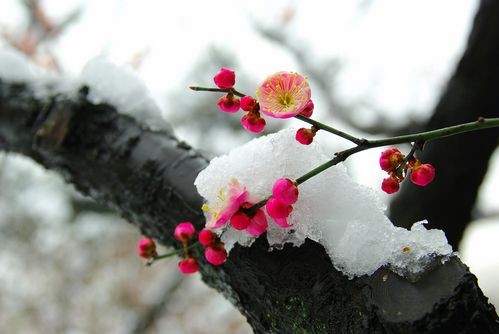 《中国爱情诗刊》 【中国爱情诗人档案】(第4224期)贵州诗人:何舒的诗(图6)