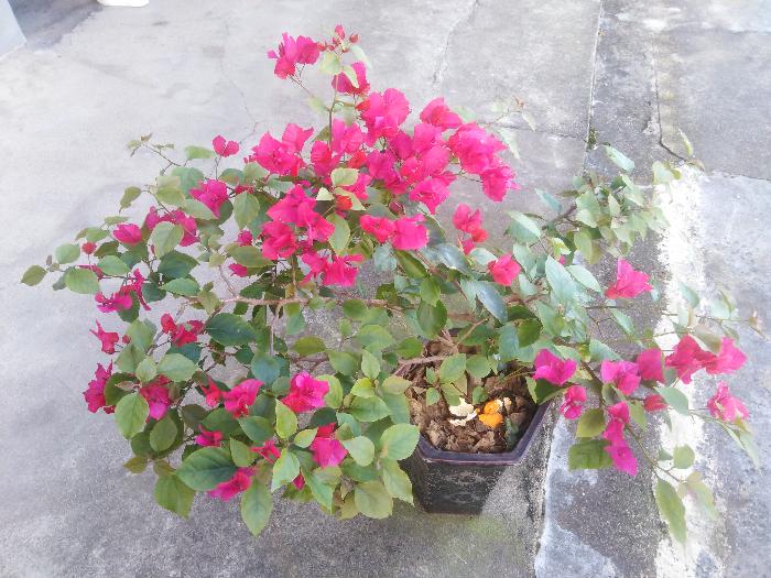 作者:宋平(宋恩玉)《种植春天》220期【赣雩文艺】