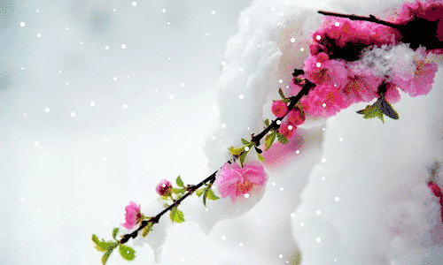雪中望梅 作者 原野(河南)朗诵 斯沫 【冰心文化传媒】(图5)