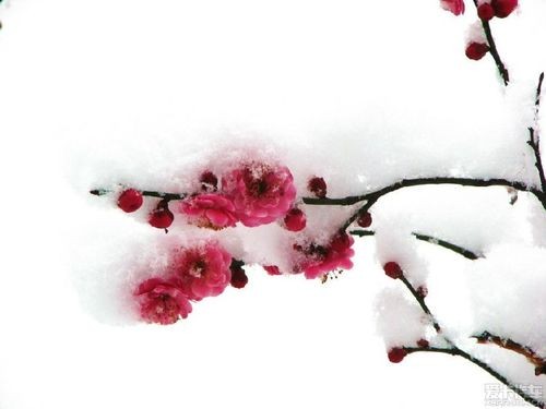 雪中望梅 作者 原野(河南)朗诵 斯沫 【冰心文化传媒】(图6)