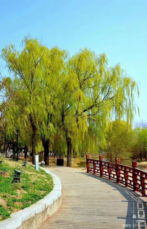 沈阳之春：作者 李洪军｜海外头条（图4）