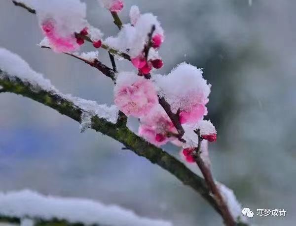 新春吟梅Ⅱ文图/吕锦芳（图5）