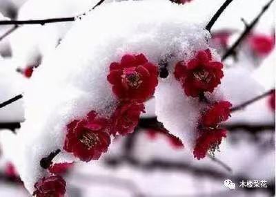 新春吟梅Ⅱ文图/吕锦芳