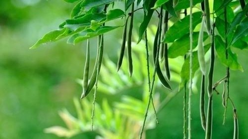 【中国字话】山涧红枫.冬日艳阳诵读《七律 天仓忆父随笔》文/李振和//制作/田爽【第225期】（图8）
