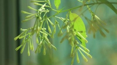 【中国字话】山涧红枫.冬日艳阳诵读《七律 天仓忆父随笔》文/李振和//制作/田爽【第225期】（图6）