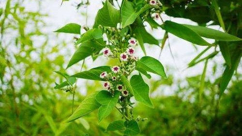 【中国字话】山涧红枫.冬日艳阳诵读《七律 天仓忆父随笔》文/李振和//制作/田爽【第225期】（图3）