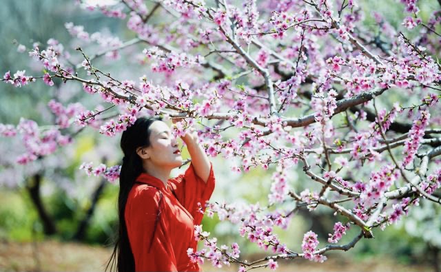 【新诗大观】待到春风吹起，我在花下等你||文/惊鸿照影||诵/冯楚焱（图2）