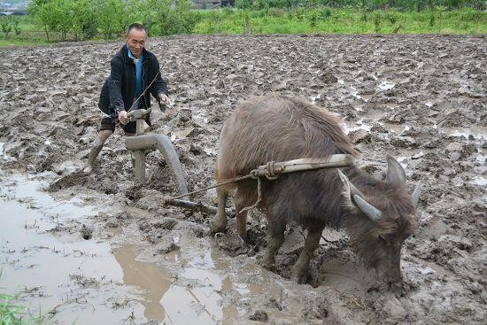 【枫雅汇看图约诗】第225期《一犁翻起春耕雨》(图2)