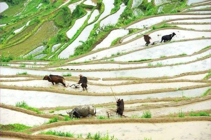 【枫雅汇看图约诗】第225期《一犁翻起春耕雨》(图4)
