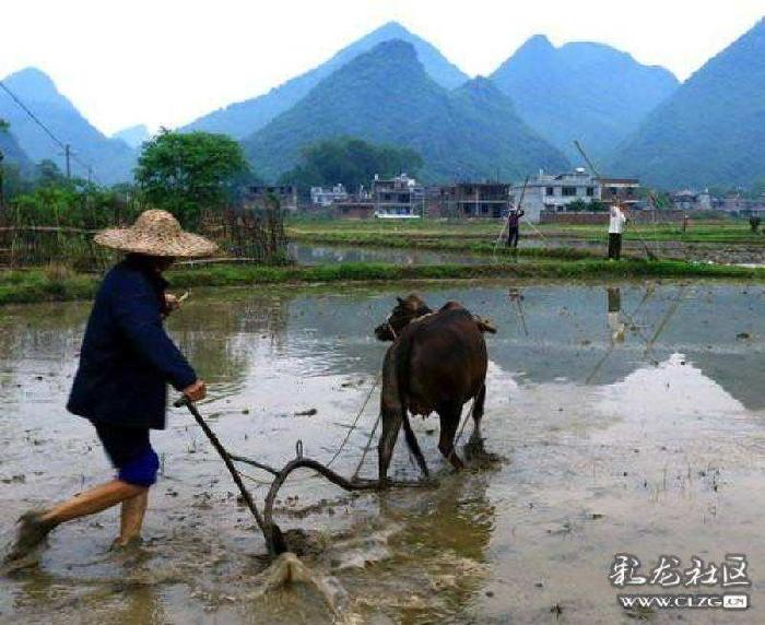 【枫雅汇看图约诗】第225期《一犁翻起春耕雨》(图9)