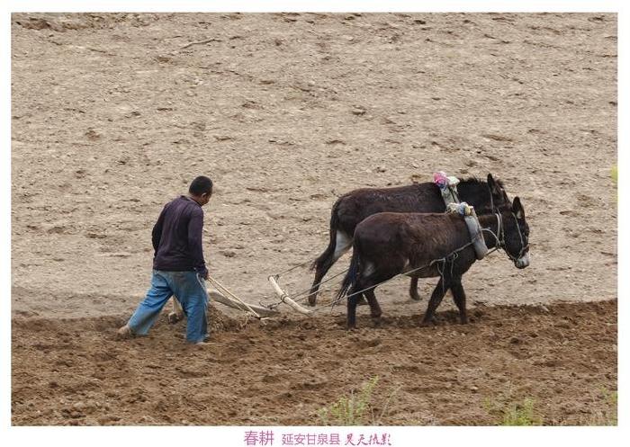 【枫雅汇看图约诗】第225期《一犁翻起春耕雨》(图12)