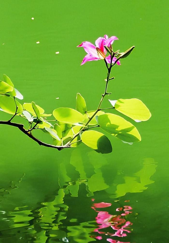 【陈绍红的诗歌与朗诵】请春天站起来 ——立春感怀（图5）