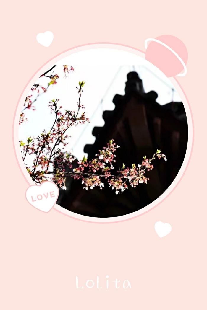 春来花开我在长安等你(图4)