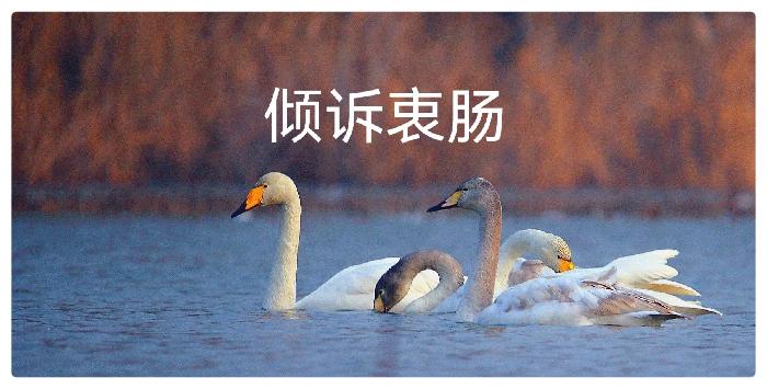 金色池塘 金色梦想ll作者 许木启ll诵读 坊柃 艳滨 狼者之风 林枫(图4)