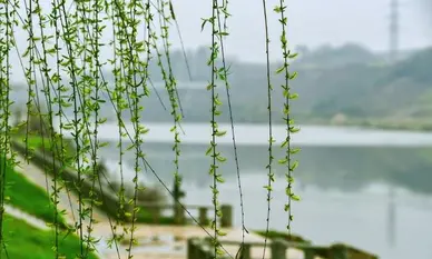 王俊海《祝英台•怀梦》诵/明月清风