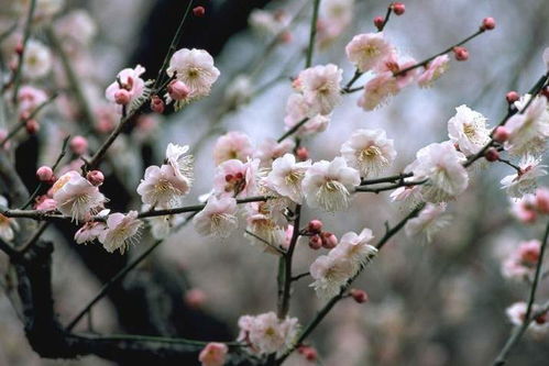 【都市头条向幸福出发编辑部】第212期 梅 主播 常彦凤（图2）