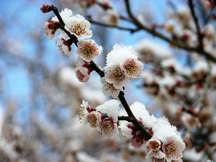 【都市头条向幸福出发编辑部】第212期 梅 主播 常彦凤（图5）