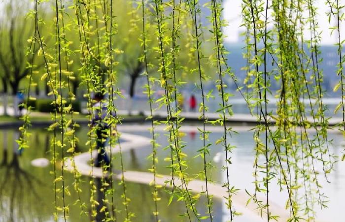 《评-麦进通诗词》尘缘(图16)