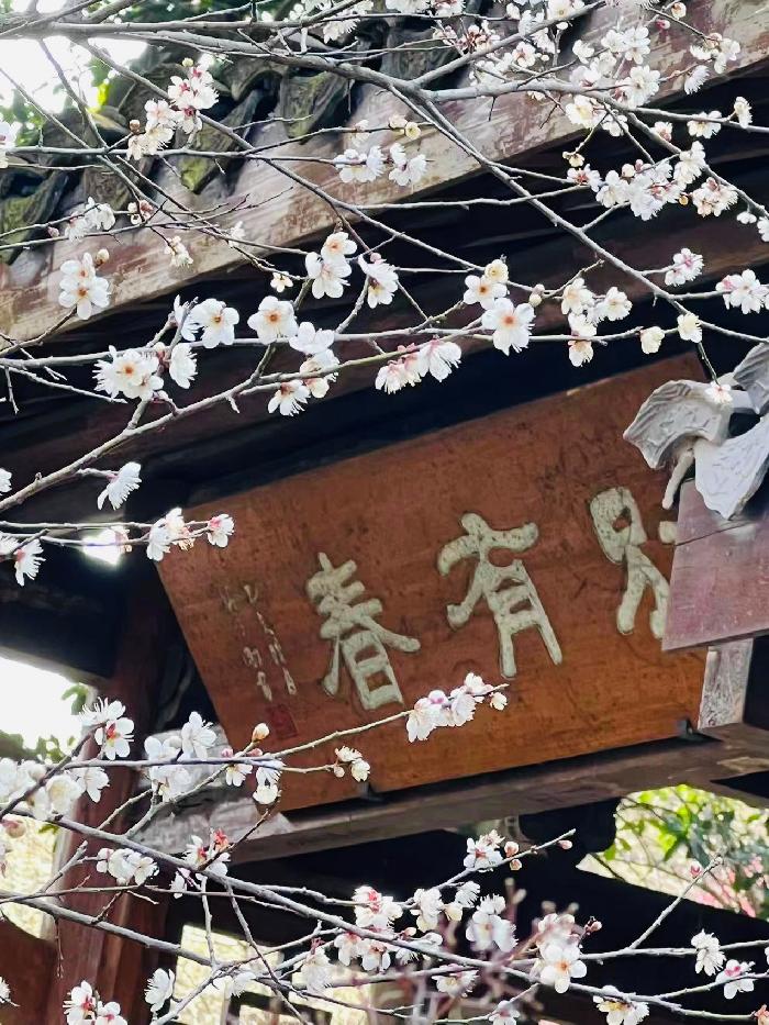 【英国文学】精品随笔《梅园》作者|雨巷-蓝调(中国)、荐稿|邓瑛(德国)(图4)