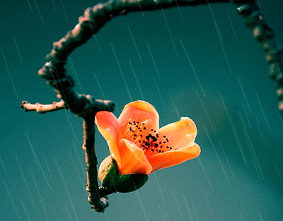 【潇湘文学社】潇湘陶菊诗社《春雨》(总274期)(图12)