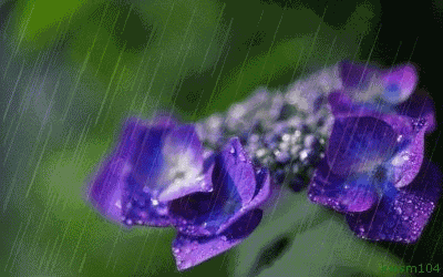 【潇湘文学社】潇湘陶菊诗社《春雨》(总274期)(图16)