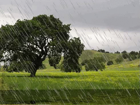 【潇湘文学社】潇湘陶菊诗社《春雨》(总274期)(图22)