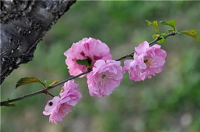 【新诗大观】芳菲（外七首）||文/张道发