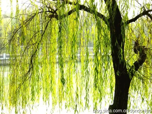 柳Ⅱ文/赵京江，图/网络（图8）