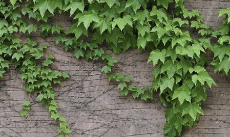 海外華英(014期)有约-孟朝岗老师专辑(图8)
