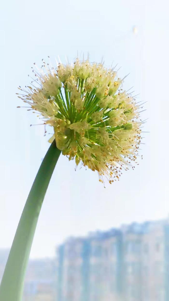 北疆诗苑▪海诗阁《葱》作者：阿海