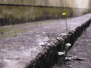 【神都诗社】第02期《雨水》（图13）