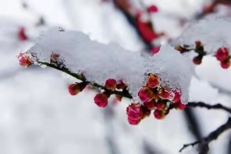 都市头条 长春头条—踏雪赏梅 作者/懒猫 主播/陈丽娟(图3)
