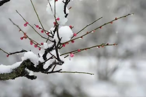 都市头条 长春头条—踏雪赏梅 作者/懒猫 主播/陈丽娟(图6)