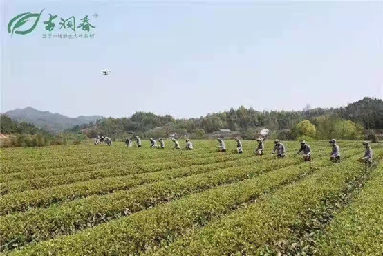 《江南风诗刊》三社同题诗(古洞春茶业集团冠名)(图9)