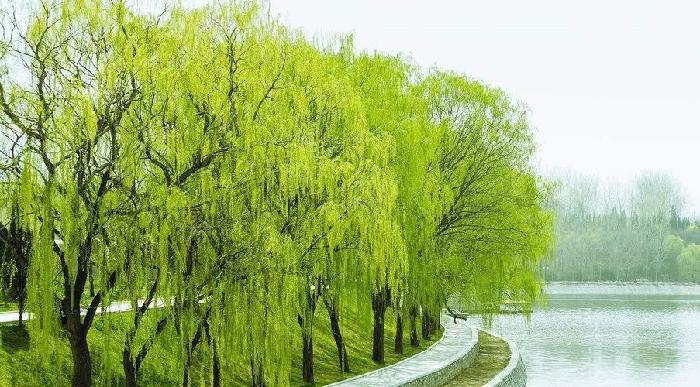 【九江文学社：北京头条】《红尘中》文/杨继廷（图4）