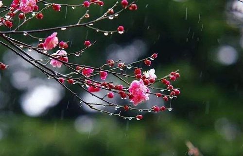 【新山东文学社】《听春》作者/崖山翁 主播/竹林听雨（图6）