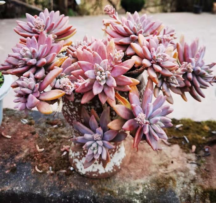 石莲花开