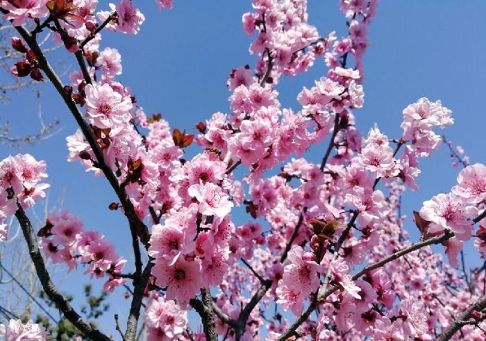 【梅园之音】听安湛 大梅朗诵《桃花依旧》作者:陶鸿江(图5)