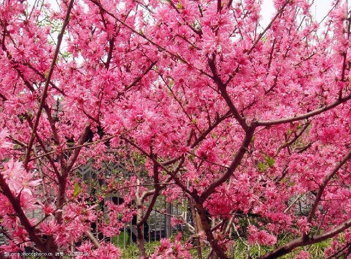 【梅园之音】听安湛 大梅朗诵《桃花依旧》作者:陶鸿江(图7)