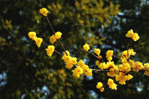 《冬日独行观山湖》蓝雨(图5)