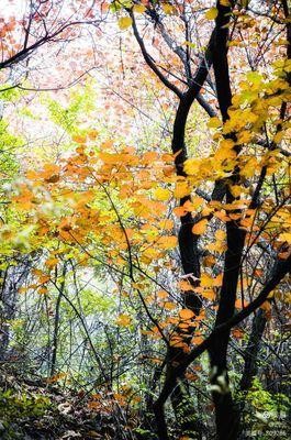 秋思（9首）（《平水韵》）（山东莘县）孙春红（山东）【冰心文化传媒】制作 冰心（图18）
